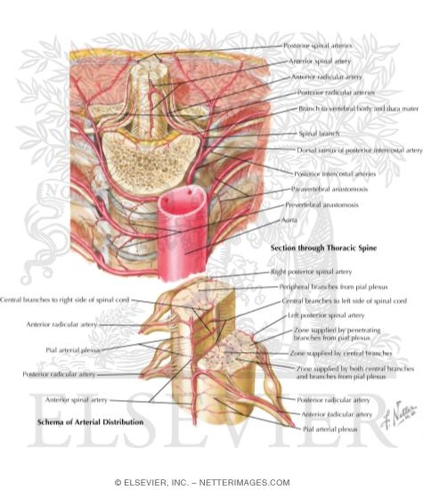 Arteries of Spinal Cord: Intrinsic Distribution