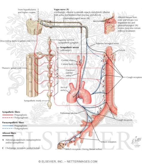 Watermarked preview of labeled image: Innervation of Tracheobronchial Tree: Schema
