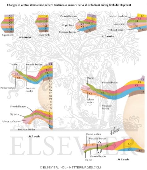 Watermarked preview of labeled image: Limb Rotation and Dermatomes