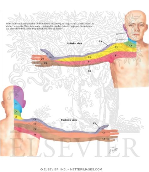 Watermarked preview of labeled image: Dermal Segmentation of Upper Limb