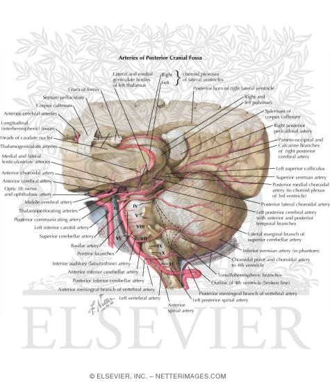 Watermarked preview of labeled image: Arteries of Posterior Cranial Fossa