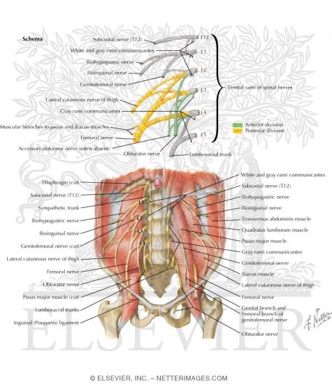 Watermarked preview of labeled image: Lumbar Plexus
Nerves: Lumbar Plexus