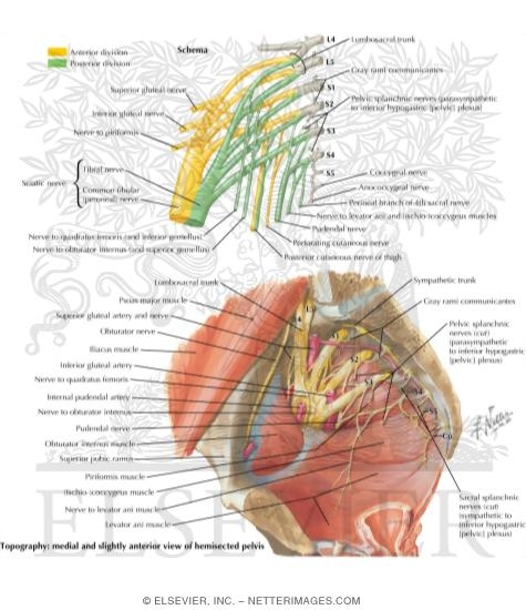 Sacral and Coccygeal Plexuses