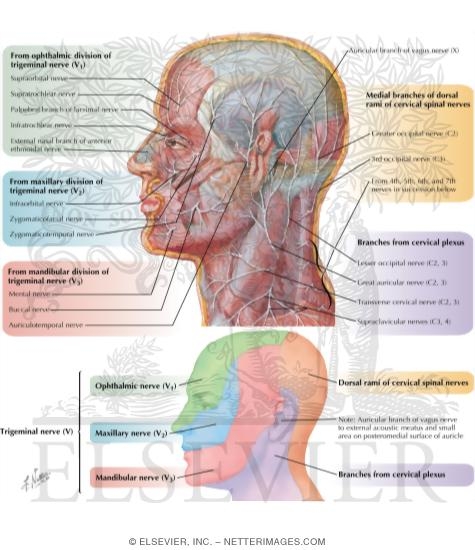 Cutaneous Nerves of Head and Neck