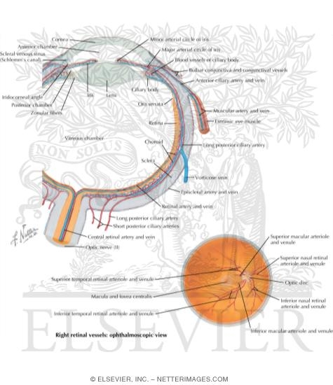 Intrinsic Arteries and Veins of Eye