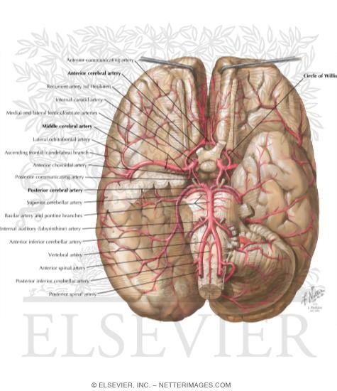 Watermarked preview of labeled image: Brain: Arterial Supply