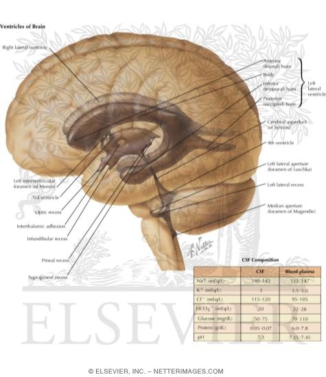 Ventricles of Brain