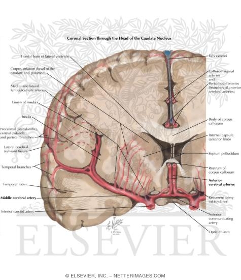 Frontal Section of Brain