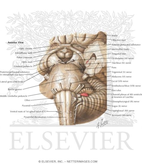 Brainstem