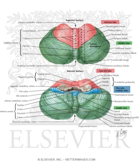 Watermarked preview of labeled image: Cerebellum, Superior and Inferior Surfaces