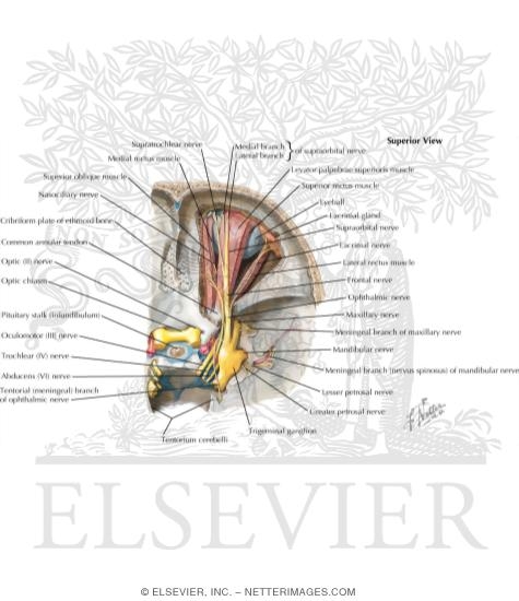 Watermarked preview of labeled image: Nerves of Orbit