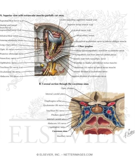 Nerves of the Orbit