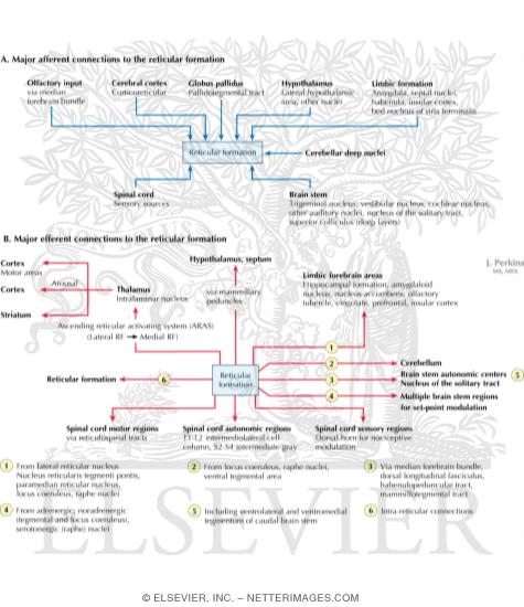 Watermarked preview of labeled image: Major Afferent and Efferent Connections to the Reticular Formation