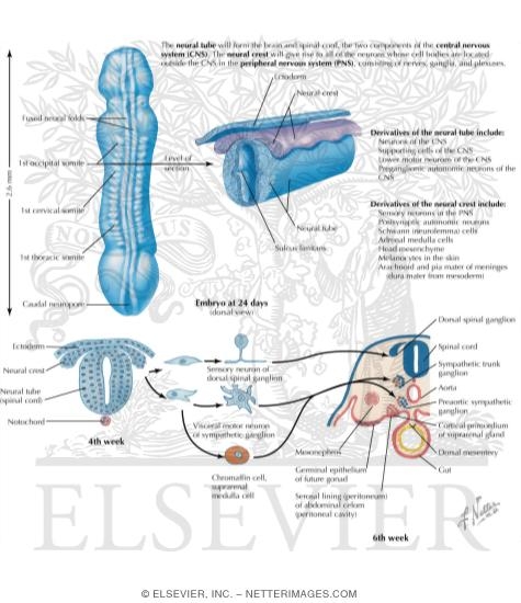 Watermarked preview of labeled image: Neural Tube and Neural Crest