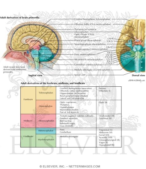 hindbrain
