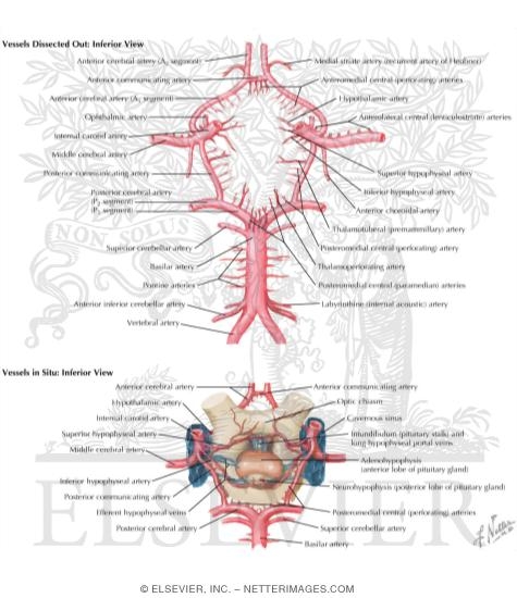 Cerebral Arterial Circle (Willis)
Circle of Willis
Schematic of the Circle of Willis