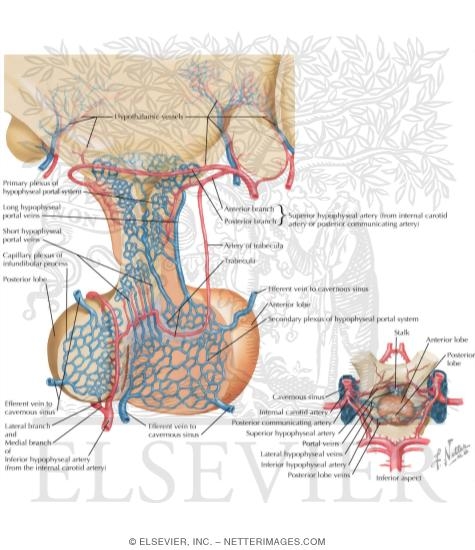 Blood Supply of Hypothalamus and Pituitary Gland