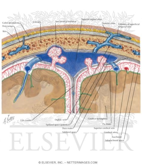 Meninges and Superficial Cerebral Veins