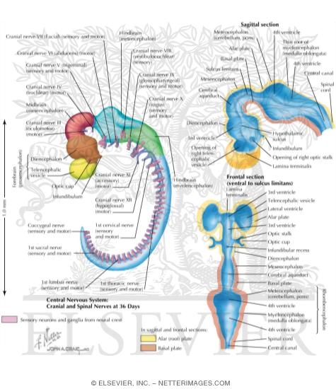 Watermarked preview of labeled image: Further Development of Forebrain, Medbrain, and Hindbrain