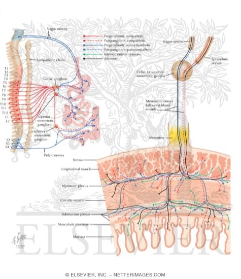 Watermarked preview of labeled image: Enteric Nervous System: Cross-Sectional View