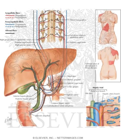 Watermarked preview of labeled image: Innervation of the Liver and the Biliary Tract