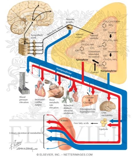Function of the Adrenal Medulla