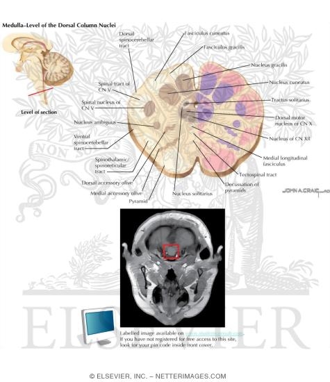 Medulla - Level of Dorsal Column Nuclei