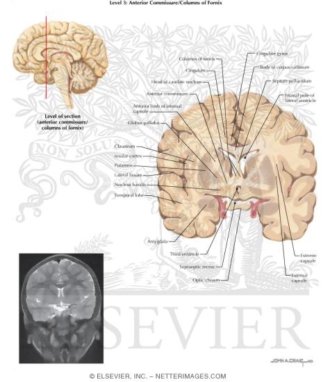 Coronal Sections Through the Forebrain: Anterior Commissure / Columns of Fornix