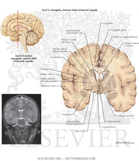 Coronal Sections Through the Forebrain: Amygdala, Anterior Limb of Internal Capsule