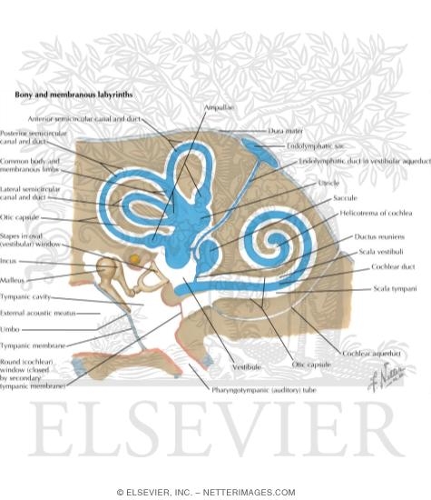 Watermarked preview of labeled image: Bony and Membranous Labyrinths