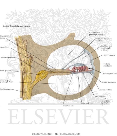 Watermarked preview of labeled image: VIII Nerve Innervation of Hair Cells of the Organ of Corti