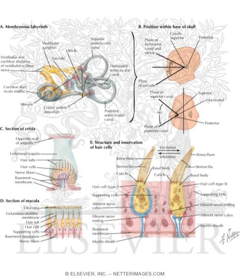 Watermarked preview of labeled image: Vestibular Receptors