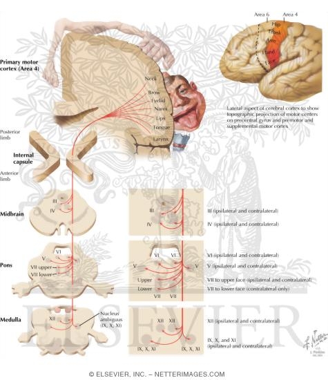 Watermarked preview of labeled image: Corticobulbar Tract