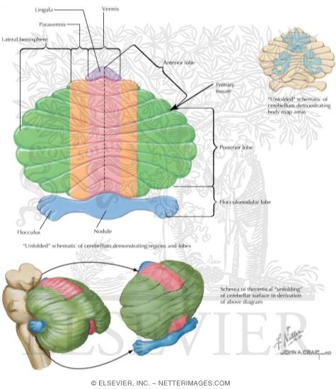 Functional Subdivisions of the Cerebellum