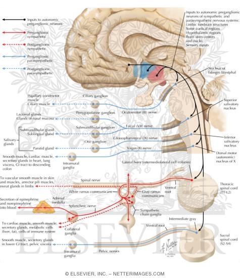 Watermarked preview of labeled image: General Organization of the Autonomic Nervous System