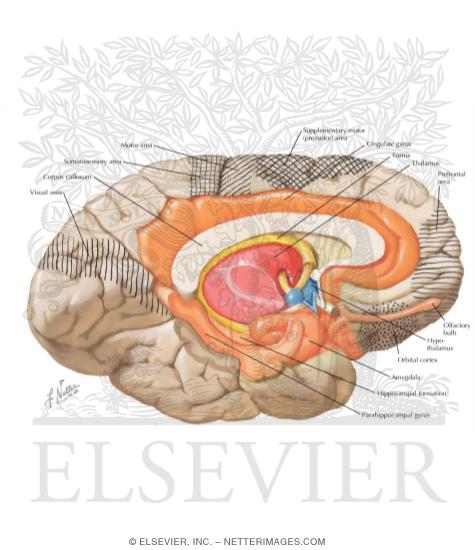 Watermarked preview of labeled image: Forebrain Regions Associated with the Hypothalamus