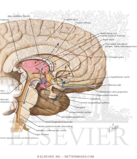 Afferent and Efferent Pathways Associated with the Hypothalamus