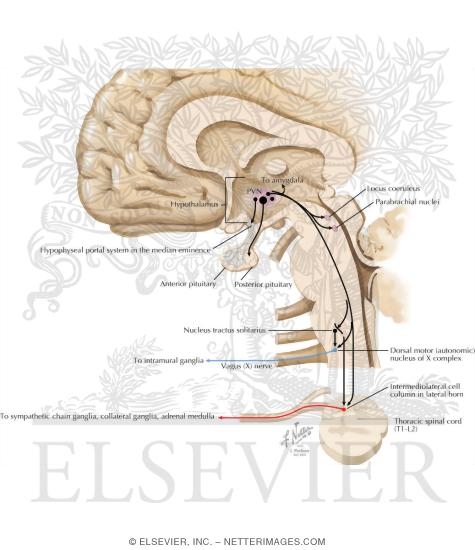Paraventricular Nucleus of the Hypothalamus: Regulation of Pituitary Neurohormonal Outflow, Autonomic Preganglionic Outflow, and Limbic Activity