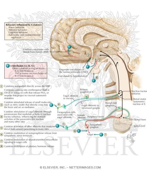 Watermarked preview of labeled image: Mechanisms of Cytokine Influences on the Hypothalamus and Other Brain Regions and on Behavior