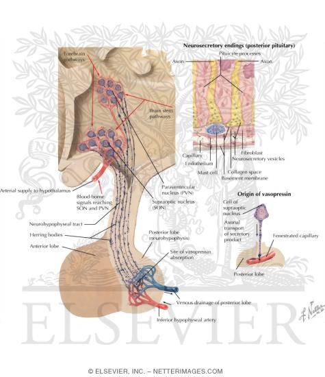 Posterior Pituitary Gland