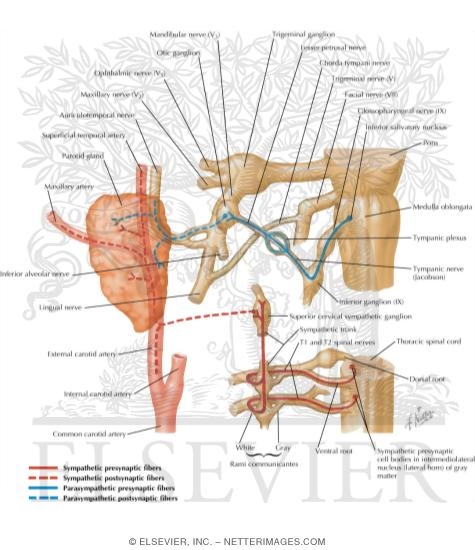 Otic Ganglion: Schema 