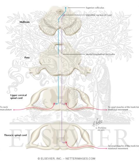 Tectospinal Tract and Interstitiospinal Tract