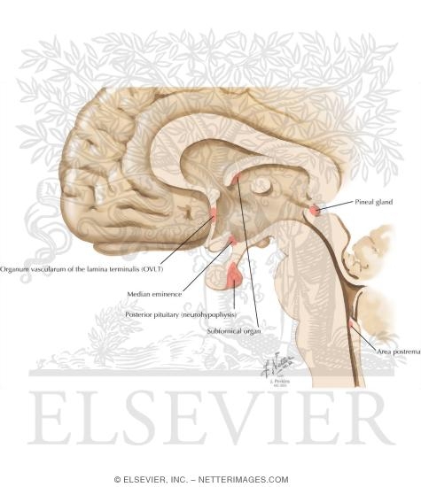 Circumventricular Organs