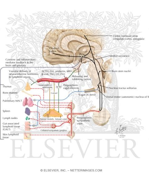 Watermarked preview of labeled image: Neuroimmunomodulation