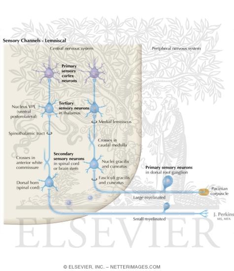 Sensory Channels: Lemniscal