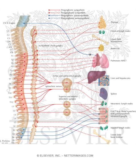 Watermarked preview of labeled image: Innervation of Organs of the Immune  System and Metabolic Organs