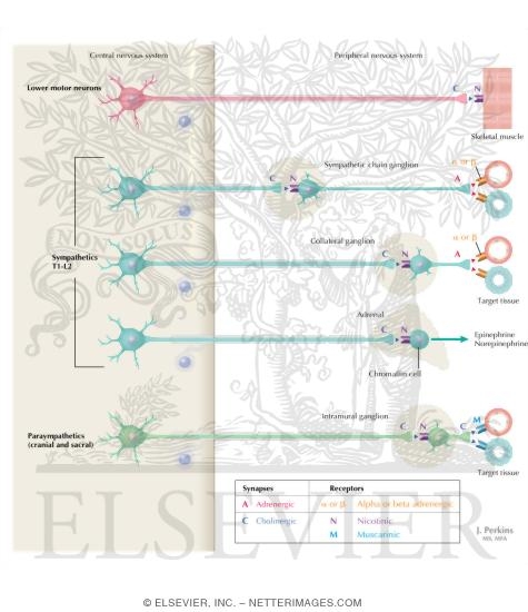 Watermarked preview of labeled image: Schematic of Cholinergic and Adrenergic Distribution to Motor and Autonomic Structures