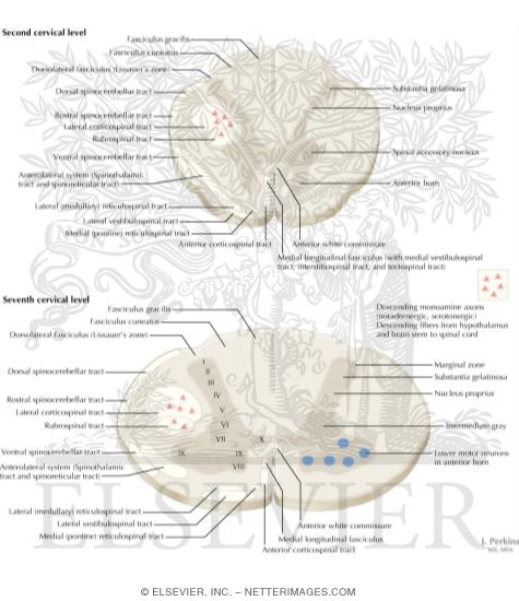 Watermarked preview of labeled image: Spinal Cord Levels: Cervical