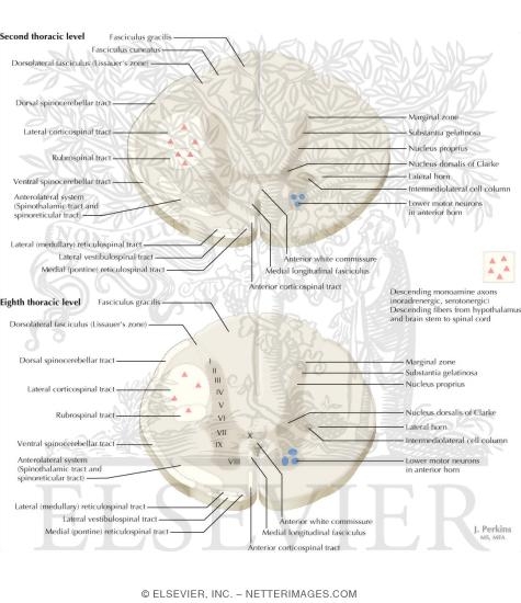 Spinal Cord Levels: Thoracic