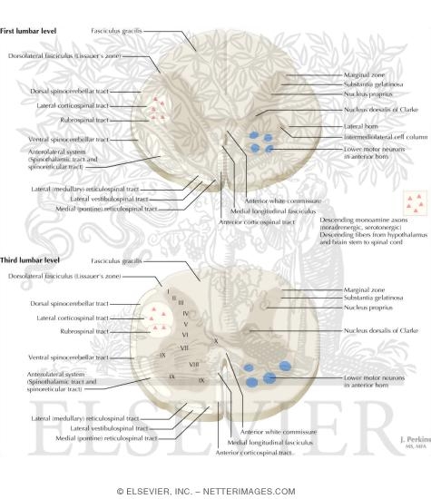 Watermarked preview of labeled image: Spinal Cord Levels: Lumbar